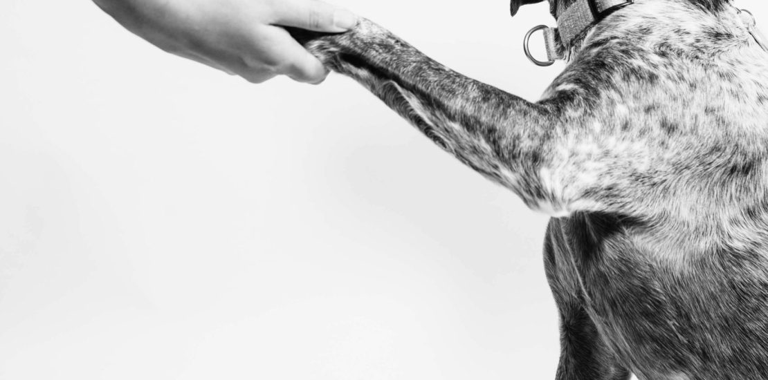 person's arm shaking a dog's paw