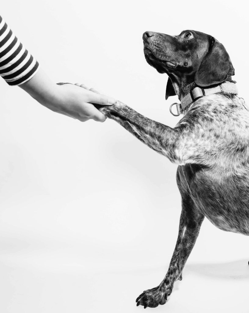 person's arm shaking a dog's paw